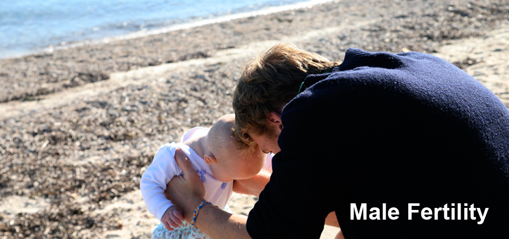 Male Fertility Male Fertility
